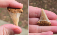 Man Stunned at What ‘Small White Object’ Found in Bag of Gravel Really Is