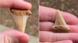 Man Stunned at What ‘Small White Object’ Found in Bag of Gravel Really Is