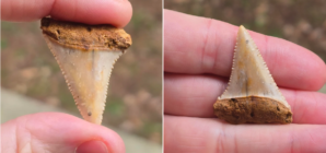 Man Stunned at What ‘Small White Object’ Found in Bag of Gravel Really Is