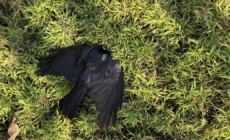 ‘Beyond creepy’: Someone keeps killing crows in L.A. Dozens have died