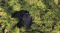 ‘Beyond creepy’: Someone keeps killing crows in L.A. Dozens have died