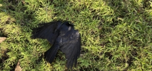 ‘Beyond creepy’: Someone keeps killing crows in L.A. Dozens have died