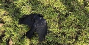 ‘Beyond creepy’: Someone keeps killing crows in L.A. Dozens have died