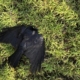 ‘Beyond creepy’: Someone keeps killing crows in L.A. Dozens have died