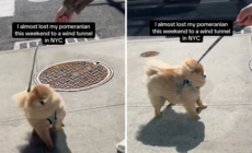 Pomeranian’s Battle Against NYC Wind Tunnel Has Internet in Stitches