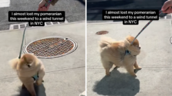 Pomeranian’s Battle Against NYC Wind Tunnel Has Internet in Stitches