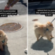 Pomeranian’s Battle Against NYC Wind Tunnel Has Internet in Stitches