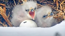 Big Bear bald eagles soon to welcome third chick as pip appears in egg