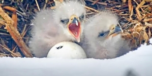 Big Bear bald eagles soon to welcome third chick as pip appears in egg