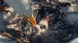 Big Bear Bald eagles Jackie and Shadow welcome third chick