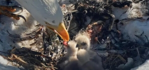 Big Bear Bald eagles Jackie and Shadow welcome third chick