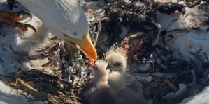 Big Bear Bald eagles Jackie and Shadow welcome third chick