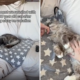 Tears as Woman Reunites With 18-Year-Old Cat–’So Precious’