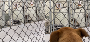 Camera Shows Shelter Dog’s Heartbreaking POV: ‘See How Long You Can Last’