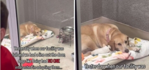 Tears Over the One Dog Ignored During Rescue Shelter’s Adoption Event