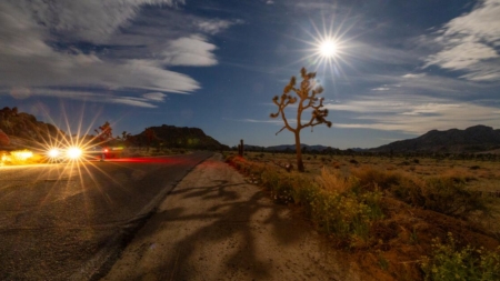 Wildfire threatens Joshua Trees in area park critical to species’ survival