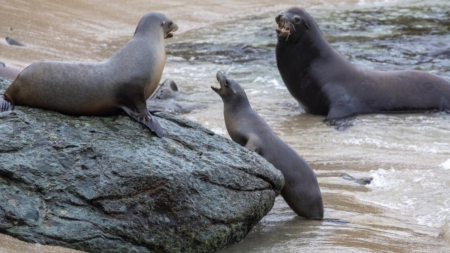 No more demon sea lions? Good news for SoCal beachgoers