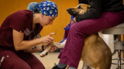 Veterinary students are in high demand despite huge school debt and alarming suicide rates