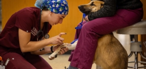 Veterinary students are in high demand despite huge school debt and alarming suicide rates