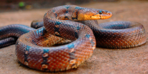 India probes reports of dead snake in school lunch poisoning kids