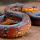India probes reports of dead snake in school lunch poisoning kids