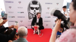 No scenery was chewed — Icelandic sheepdog awarded with ‘Palm Dog’ in Cannes