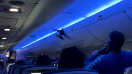 Delta flight erupts into chaos as pigeons fly around main cabin