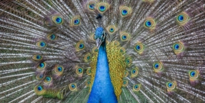 Man who harassed peacocks pleads guilty to shooting at man who told him to stop