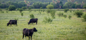 Animals Could Be Stranded by Major River Flooding in Texas