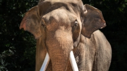 L.A. Zoo elephant enclosure appears empty amid relocation controversy