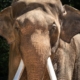 L.A. Zoo elephant enclosure appears empty amid relocation controversy