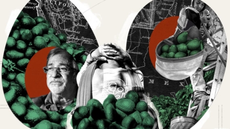 The iconic California avocado is in trouble, and this farmer is fighting to save it