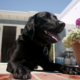 Tears at What Owner Does for Dog Who Loves People Watching: ‘Had To Help’
