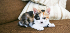 Owner Shows How Small Cat With Dwarfism Is—Internet Can’t Handle It
