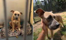Tears as Breeding Dog Who Was Used ‘Like a Machine’ Ends Up in Shelter