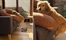 Woman Moves Dachshund’s Bed to Mop, Not Prepared For What She Sees Next