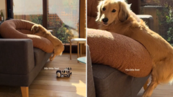 Woman Moves Dachshund’s Bed to Mop, Not Prepared For What She Sees Next