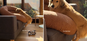 Woman Moves Dachshund’s Bed to Mop, Not Prepared For What She Sees Next