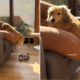 Woman Moves Dachshund’s Bed to Mop, Not Prepared For What She Sees Next
