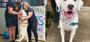 Mama Dog Watches Her Pups Find Homes, Waits 227 Days for Her Happy Ending
