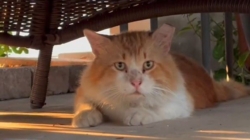 Florida cat escapes animal hospital after neutering, travels 3 miles to get home