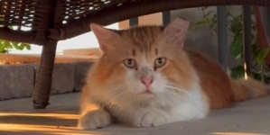 Florida cat escapes animal hospital after neutering, travels 3 miles to get home