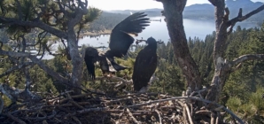 Big Bear eaglet ‘hovers’ for the first time but still hasn’t flown or fledged. What’s the difference?