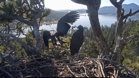 Big Bear eaglet ‘hovers’ for the first time but still hasn’t flown or fledged. What’s the difference?
