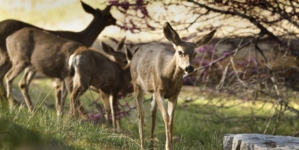 Turns out the ‘most dangerous animal’ in Yosemite National Park doesn’t even have claws