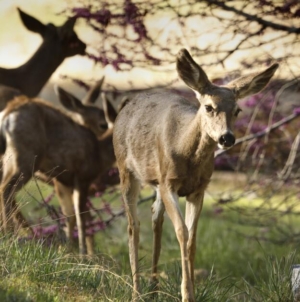 Turns out the ‘most dangerous animal’ in Yosemite National Park doesn’t even have claws