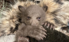 Rescued black bear cub being raised by humans dressed as bears