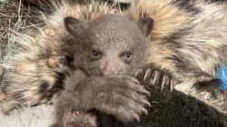 Rescued black bear cub being raised by humans dressed as bears