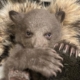 Rescued black bear cub being raised by humans dressed as bears