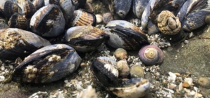 Mussels under California health quarantine. What you need to know